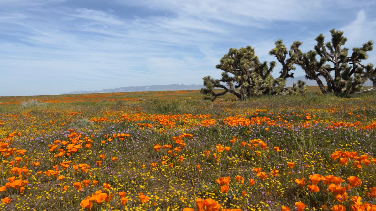 California Superbloom 2023